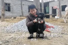 农村小黑狗，网友说它四脚踏雪，这有什么讲究呢？视频封面