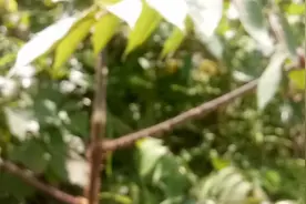 随处可见又让人讨厌的楤木，既然是一味中草药。功效还很多。