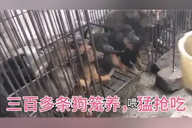 三百多条肉狗笼养，喂吃时，猛抢吃，看看怎样喂吃，喂养？