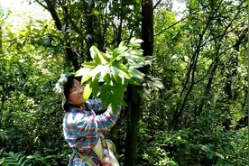 上山摘点枫荷桂给朋友，祛风除湿，活血通络。
