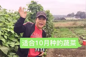 适合10月种的蔬菜，看看你种了吗？现在种刚刚好视频封面