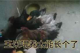 广西妹子嫁云南是这样玉米喂鸡鸭的，随随便便长个7~8斤不成问题视频封面