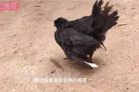 鸡生病以后如何去判断鸡感染了什么病症，要学会解刨鸡视频封面