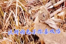 你们见过野兔下仔的过程吗视频封面