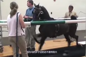 汗血宝马能跑多快，把马放在跑步机上实测，简直快到怀疑人生！