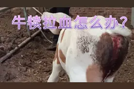 犊牛腹泻带血，又快又安全的治疗方法，两天就能见效果！视频封面