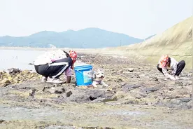 在舟山朱家尖寻免费海滩，偶遇一对双胞胎小姐妹赶海，都捉了啥呢