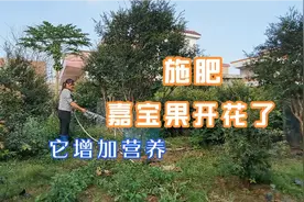 阿红到果园，给嘉宝果施肥增加营养，让它结更多的果视频封面