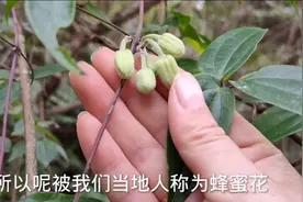 雪里开不仅观赏价值高，而且下雪天开放后每朵花都会盛产蜂蜜，神