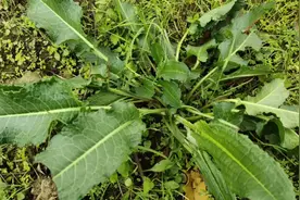 牛儿大黄认识吗？看一下它有些什么作用？