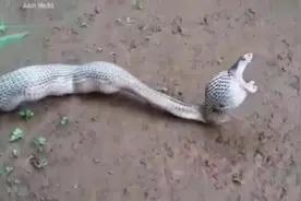 眼镜蛇吃了七个鸡蛋吐出六个视频封面