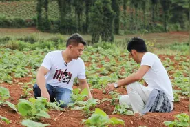 90后大学生村官，带领贫困户种雪莲果办电商：希望他们脱贫致富