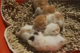 5只刚出生的小猫咪，它们奶声奶气的叫声，听得我心都快融化了