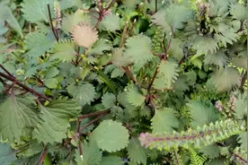 紫苏全身是宝，老中医告诉你：“两种体质不宜经常食用”！视频封面