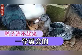 鸭子站不起来，原来鸭子是得了一种叫软脚病的东西