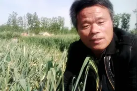 究竟啥原因蒜头长不大，中途还有枯死现象，告诉你啥原因怎么治视频封面