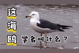 海鸥群里有一大个头，还挺厉害视频封面
