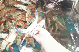 广西南宁，谁说这里的海鲜很便宜的？看看螃蟹卖多少钱一斤？视频封面