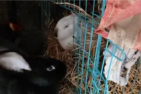 笼子里眯眼的兔子，是真困了，笼子可满意视频封面