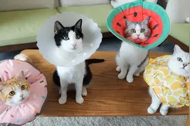 猫咪试戴4款伊丽莎白圈，优缺点一目了然，你选对了吗？