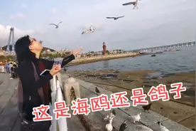 到大连了，去海边喂鸽子，海鸥鸽子傻傻的分不清！