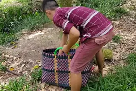实拍榴莲采摘的过程，绝对是个技术活，一般人干不来视频封面