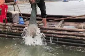 渔民捕到巨型海蜇，把它分割后这样处理，看完你还敢吃吗？