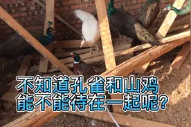 想要把山鸡和孔雀一起养，不知道能不能合群呢？一起来看看吧