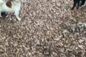 老子干老子儿子干儿子视频封面