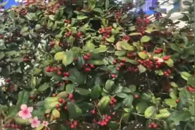 一首好听的《红山果》送给大家，拍摄剪辑制作：再次遇见暗香疏影