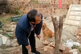 30年的桂花树桩，移栽1个月，今天终于发了4个芽点，惊喜，开心视频封面