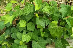 我们这边叫野葡萄，书名蛇葡萄，它的根可以做中药