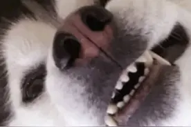 去快手搜索吧视频封面