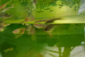美杜莎孔雀鱼在绿水中生活食欲真好，一天吃四餐，肚子好大视频封面