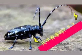 我妈妈说天牛有毒，到底有没有毒？太害怕了我还把它抓给萁萁玩。