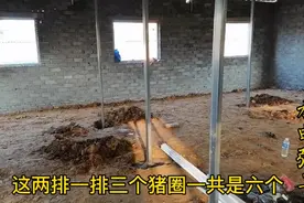 养猪场饮水嘴安装高度合理预留，水电张工分享干货完整版，超实用