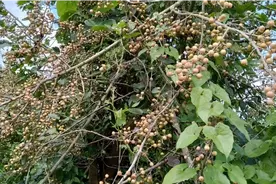 认识《破布木》吗？它的果子非常多也好看，可以榨油也可以药用