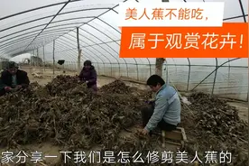 观赏花卉“美人蕉”怎么修剪？农村小伙分享给大家看