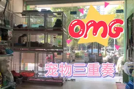 宠物店来洗澡的，寄养的狗狗开起演唱会，搞笑视频封面