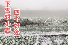 下雪了！雪对小麦有哪4个好处？很多农民朋友不知道！视频封面