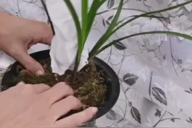 在网上买的带花建兰逸红双娇收到货，我是怎样种植的！视频封面