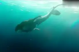 大叔在码头拍写真，一条真正的美人鱼却就在眼前视频封面