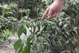 白粉虱真的很难治？赶快试试这个配方！听说还不错视频封面