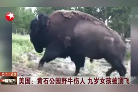 被游客和噪音激怒？9岁女孩不幸“中招”，被野牛顶飞重摔落地视频封面