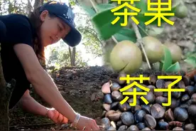 漫山遍野的茶油果，最原始的采摘方法，这就是100元一斤油的原因视频封面