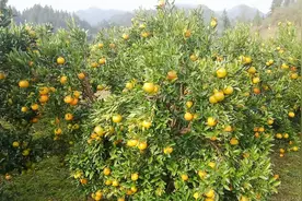 游湖南龙山县，这里的橘子树果实累累，看着喜人，满树上的金黄色