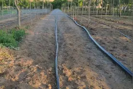 香菜属喜阴作物，用微喷代替遮阴，效果特好视频封面