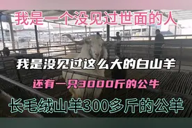 一只白山羊，公羊300多斤，第一次见到。