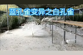蓝孔雀变异之白孔雀，你没看见过的蓝孔雀。