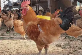 临沂农村自然放养的养鸡场，东子带你一探究竟，看看鸡都吃啥视频封面